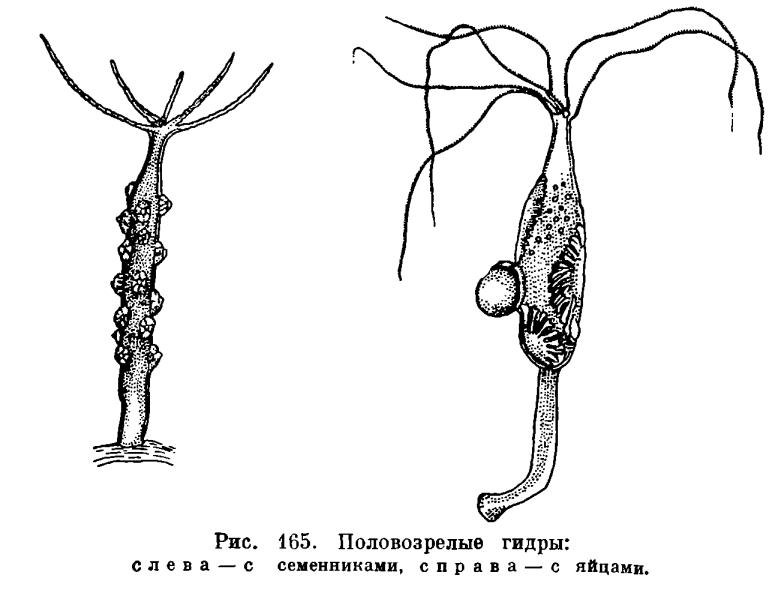 Кракен это даркнет